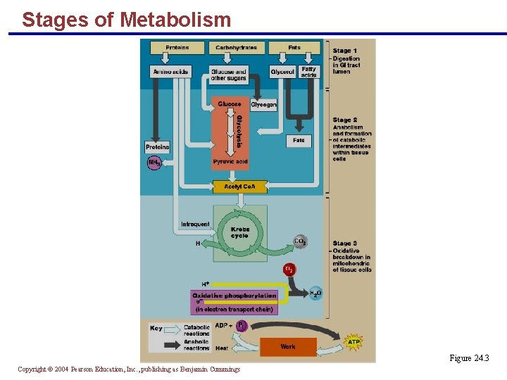 Stages of Metabolism Figure 24. 3 Copyright © 2004 Pearson Education, Inc. , publishing
