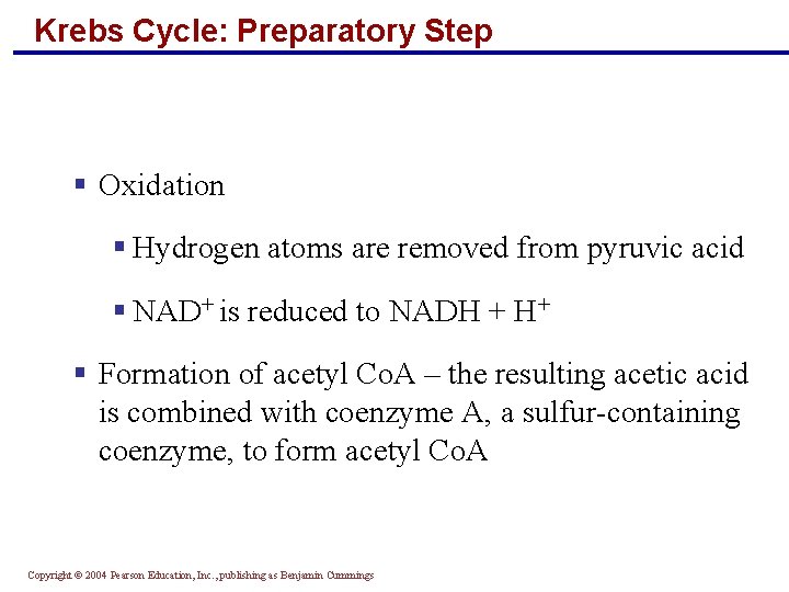 Krebs Cycle: Preparatory Step § Oxidation § Hydrogen atoms are removed from pyruvic acid
