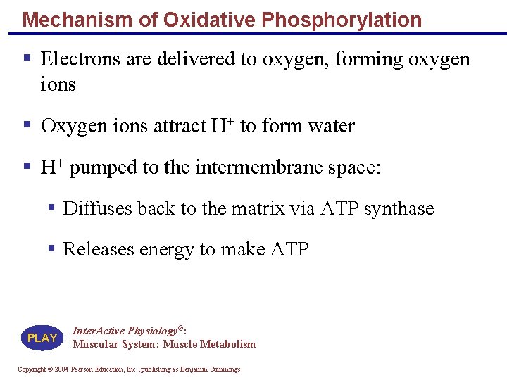 Mechanism of Oxidative Phosphorylation § Electrons are delivered to oxygen, forming oxygen ions §