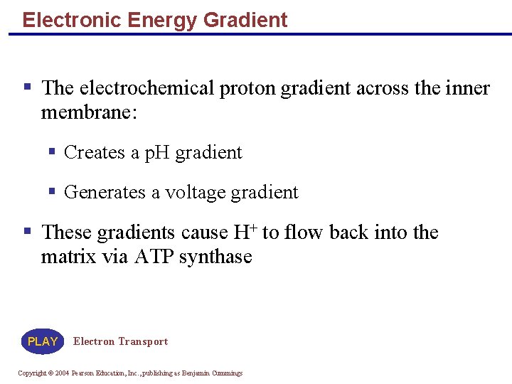 Electronic Energy Gradient § The electrochemical proton gradient across the inner membrane: § Creates