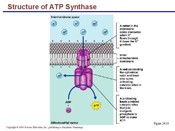 Structure of ATP Synthase Figure 24. 10 Copyright © 2004 Pearson Education, Inc. ,