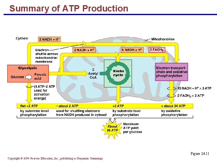 Summary of ATP Production Figure 24. 11 Copyright © 2004 Pearson Education, Inc. ,
