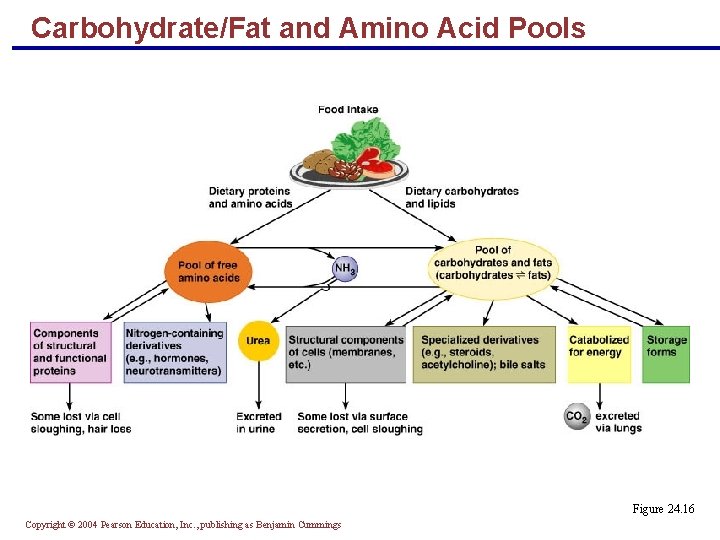 Carbohydrate/Fat and Amino Acid Pools Figure 24. 16 Copyright © 2004 Pearson Education, Inc.