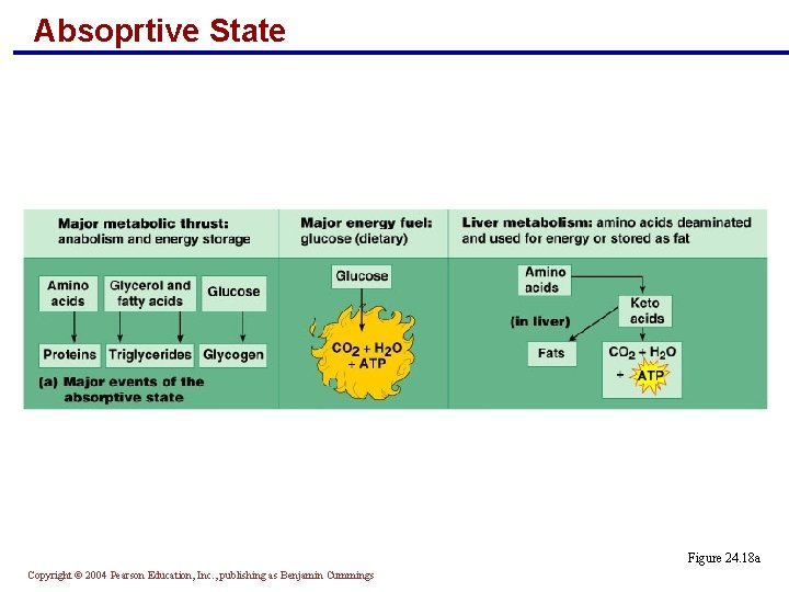 Absoprtive State Figure 24. 18 a Copyright © 2004 Pearson Education, Inc. , publishing