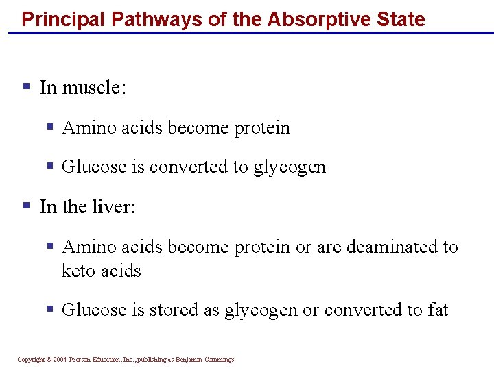 Principal Pathways of the Absorptive State § In muscle: § Amino acids become protein