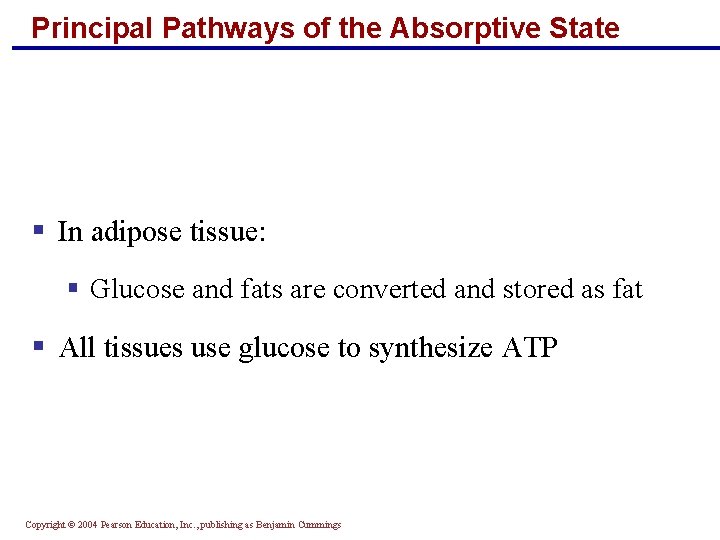 Principal Pathways of the Absorptive State § In adipose tissue: § Glucose and fats