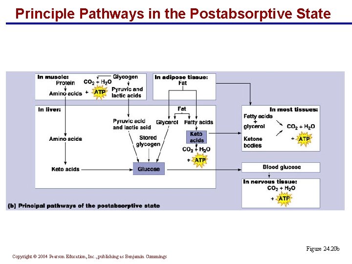 Principle Pathways in the Postabsorptive State Figure 24. 20 b Copyright © 2004 Pearson