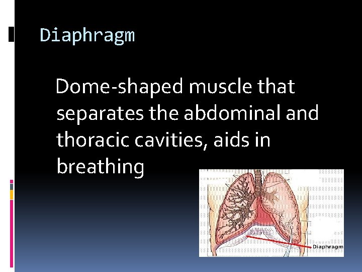 Diaphragm Dome-shaped muscle that separates the abdominal and thoracic cavities, aids in breathing 