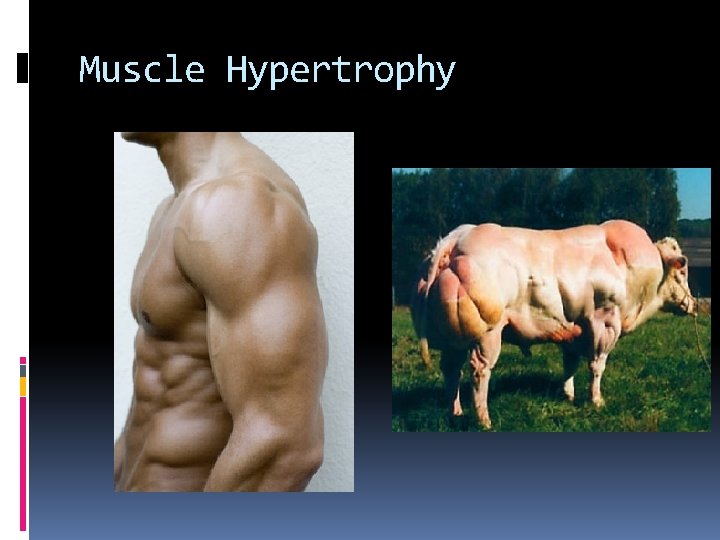 Muscle Hypertrophy 