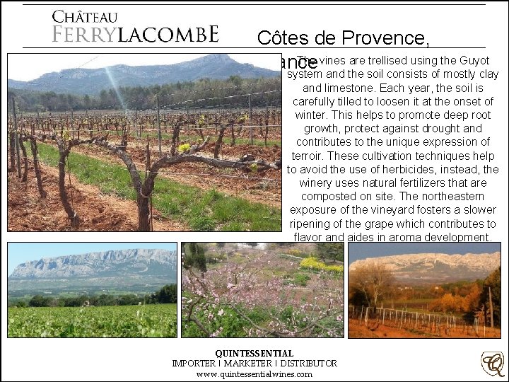 Côtes de Provence, The vines are trellised using the Guyot France system and the