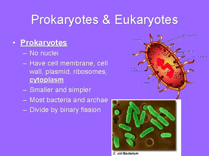 Prokaryotes & Eukaryotes • Prokaryotes – No nuclei – Have cell membrane, cell wall,