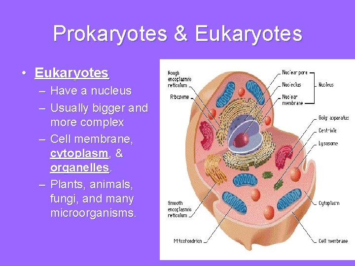 Prokaryotes & Eukaryotes • Eukaryotes – Have a nucleus – Usually bigger and more
