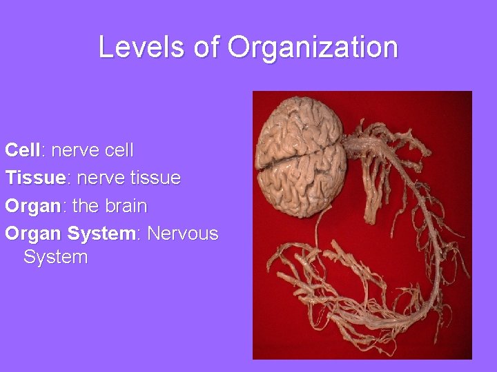 Levels of Organization Cell: nerve cell Tissue: nerve tissue Organ: the brain Organ System: