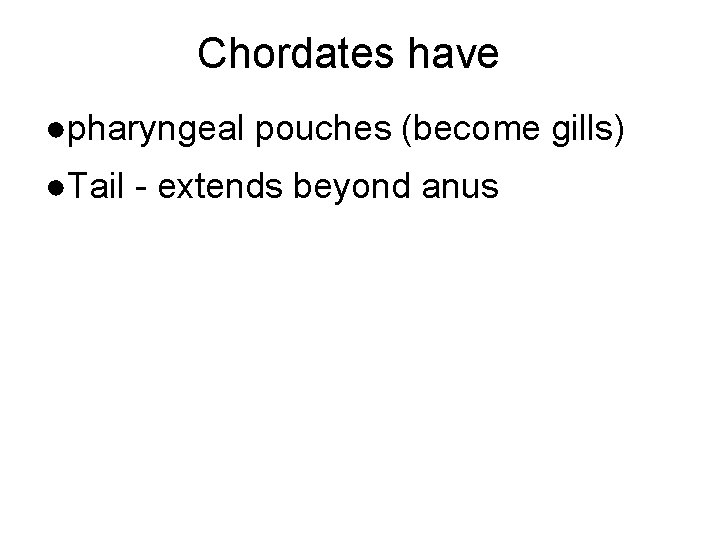 Chordates have ●pharyngeal pouches (become gills) ●Tail - extends beyond anus 