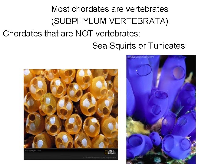 Most chordates are vertebrates (SUBPHYLUM VERTEBRATA) Chordates that are NOT vertebrates: Sea Squirts or