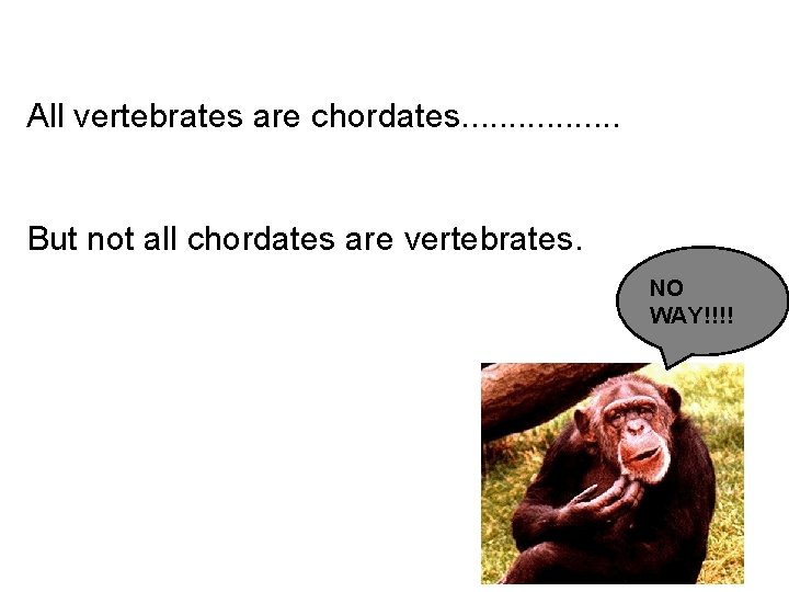 All vertebrates are chordates. . . . But not all chordates are vertebrates. NO
