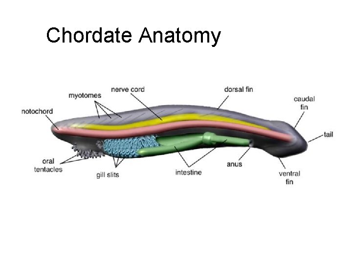 Chordate Anatomy 