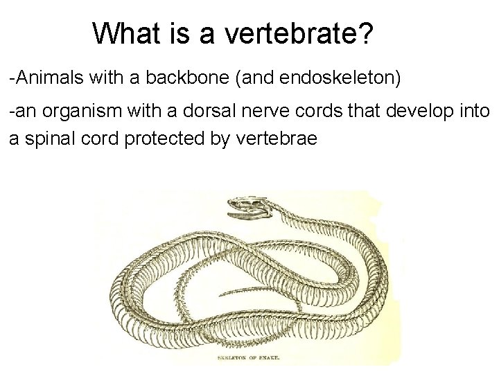 What is a vertebrate? -Animals with a backbone (and endoskeleton) -an organism with a