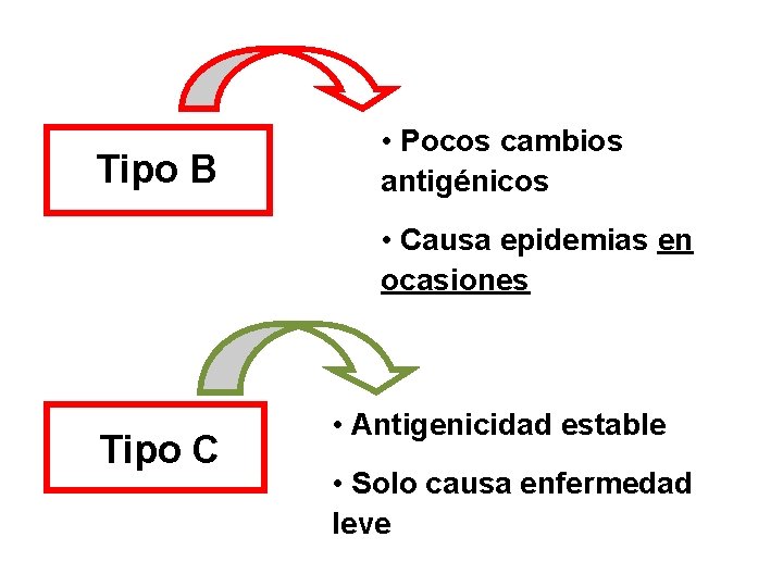 Tipo B • Pocos cambios antigénicos • Causa epidemias en ocasiones Tipo C •