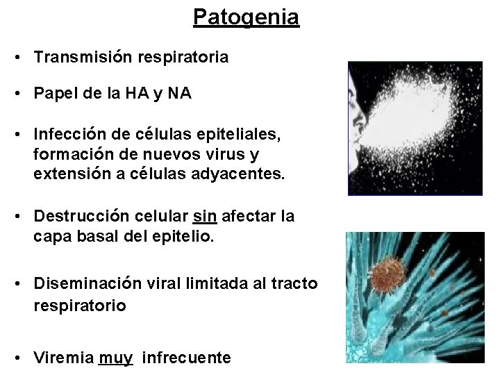 Patogenia • Transmisión respiratoria • Papel de la HA y NA • Infección de