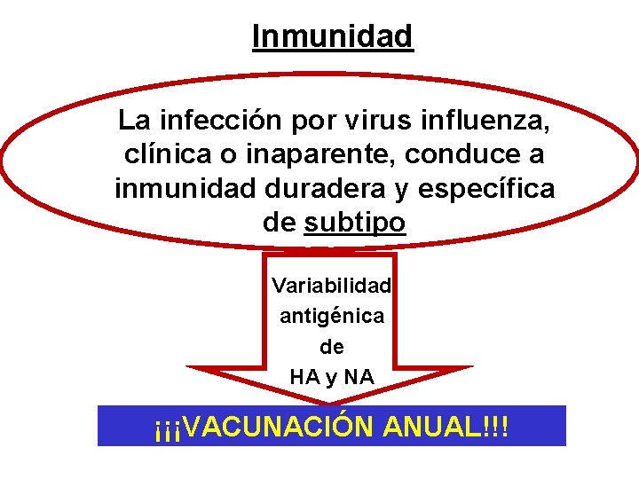 Inmunidad La infección por virus influenza, clínica o inaparente, conduce a inmunidad duradera y