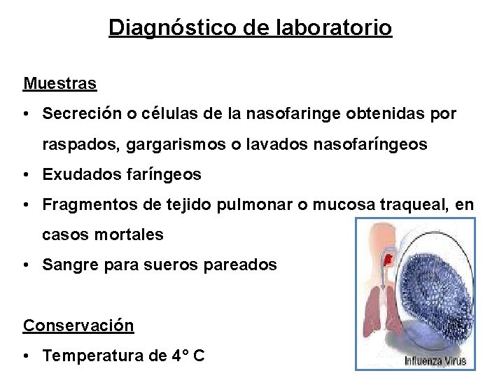 Diagnóstico de laboratorio Muestras • Secreción o células de la nasofaringe obtenidas por raspados,