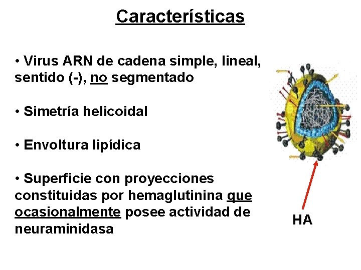 Características • Virus ARN de cadena simple, lineal, sentido (-), no segmentado • Simetría