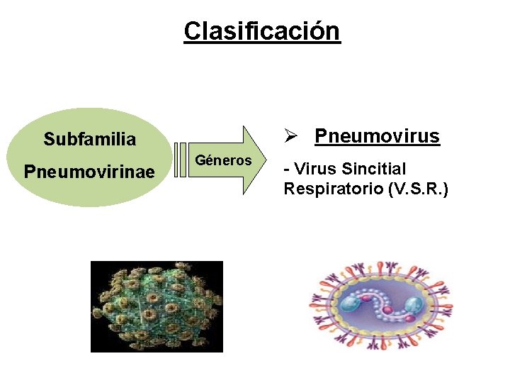 Clasificación Ø Pneumovirus Subfamilia Pneumovirinae Géneros - Virus Sincitial Respiratorio (V. S. R. )