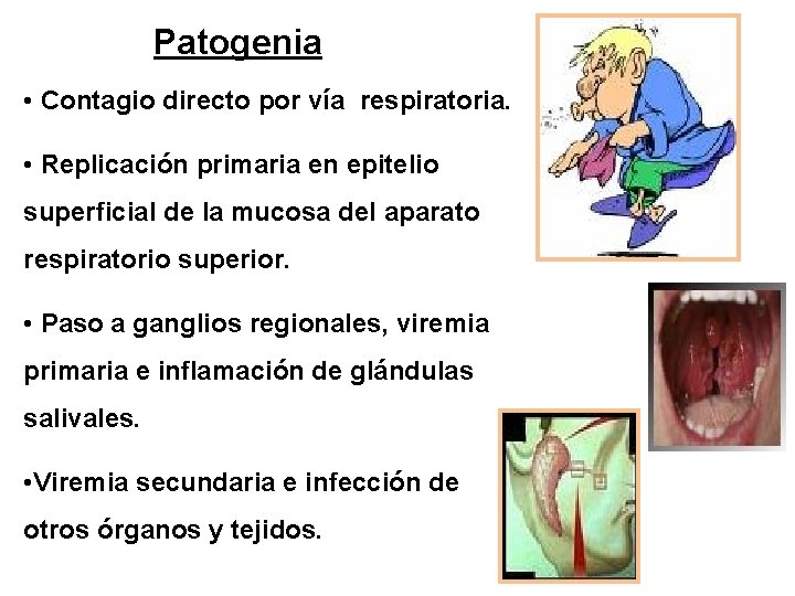 Patogenia • Contagio directo por vía respiratoria. • Replicación primaria en epitelio superficial de
