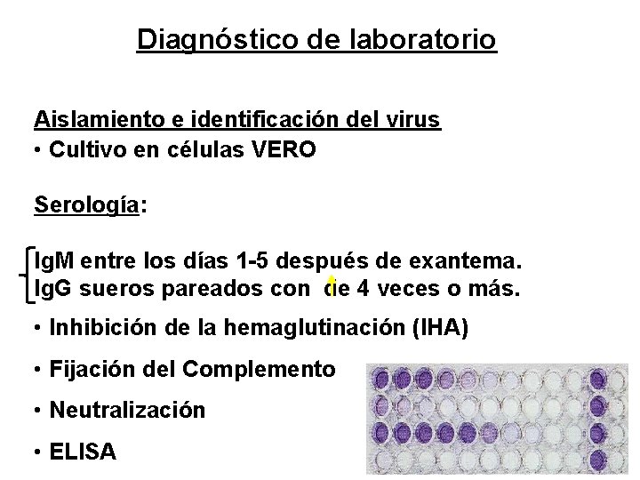 Diagnóstico de laboratorio Aislamiento e identificación del virus • Cultivo en células VERO Serología: