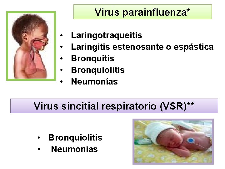 Virus parainfluenza* • • • Laringotraqueítis Laringitis estenosante o espástica Bronquitis Bronquiolitis Neumonías Virus