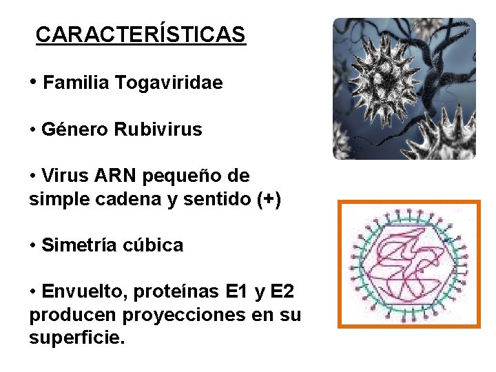 CARACTERÍSTICAS • Familia Togaviridae • Género Rubivirus • Virus ARN pequeño de simple cadena