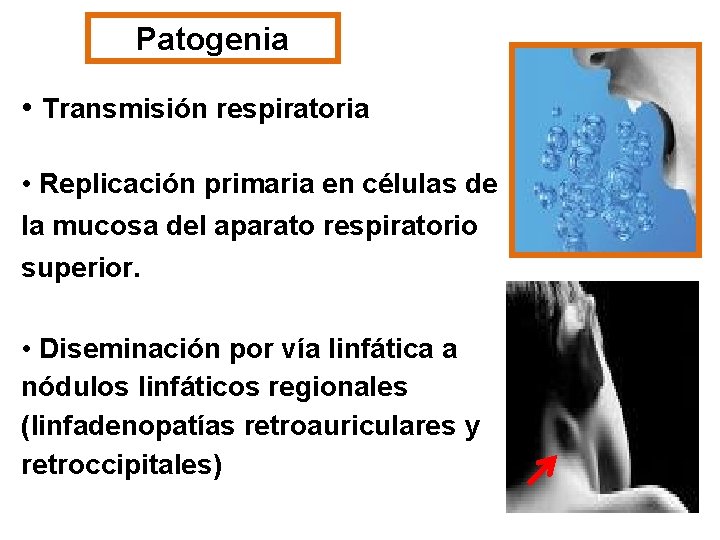 Patogenia • Transmisión respiratoria • Replicación primaria en células de la mucosa del aparato