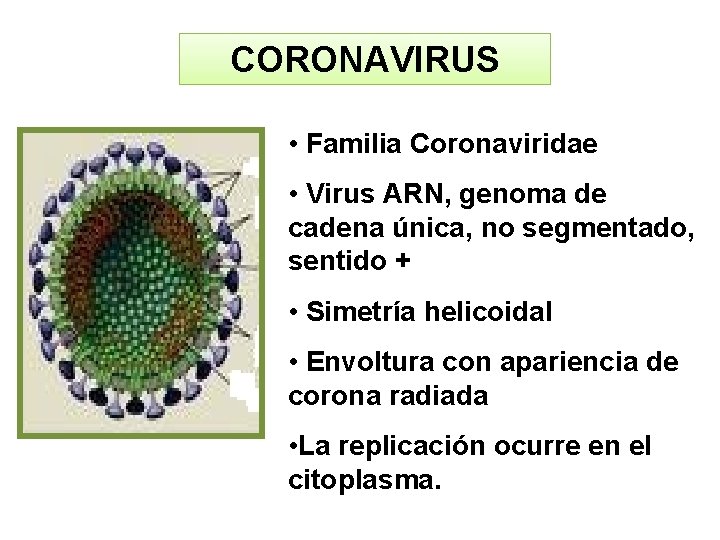 CORONAVIRUS • Familia Coronaviridae • Virus ARN, genoma de cadena única, no segmentado, sentido