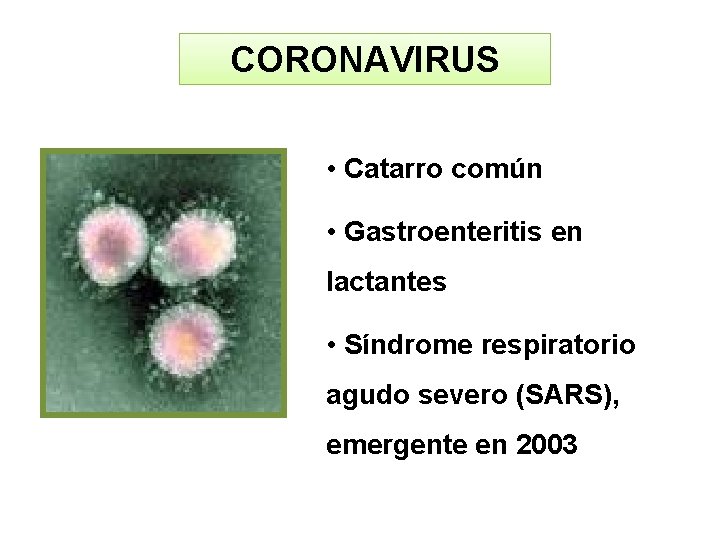 CORONAVIRUS • Catarro común • Gastroenteritis en lactantes • Síndrome respiratorio agudo severo (SARS),