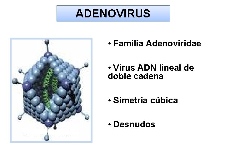ADENOVIRUS • Familia Adenoviridae • Virus ADN lineal de doble cadena • Simetría cúbica