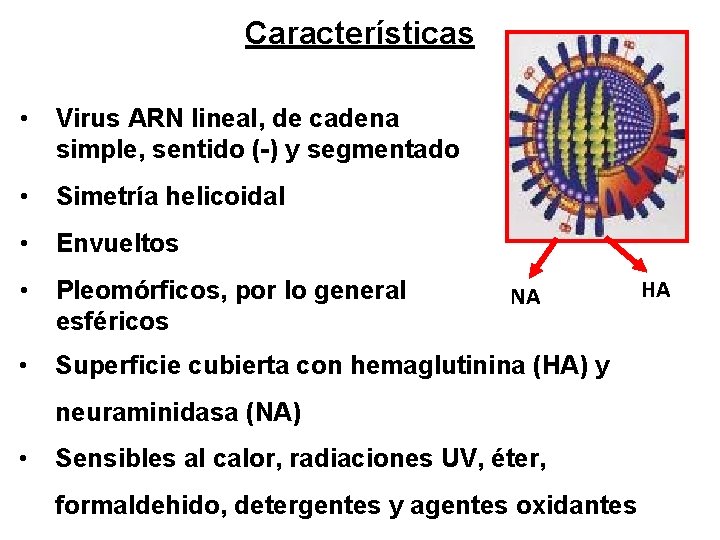 Características • Virus ARN lineal, de cadena simple, sentido (-) y segmentado • Simetría