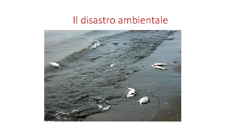 Il disastro ambientale 