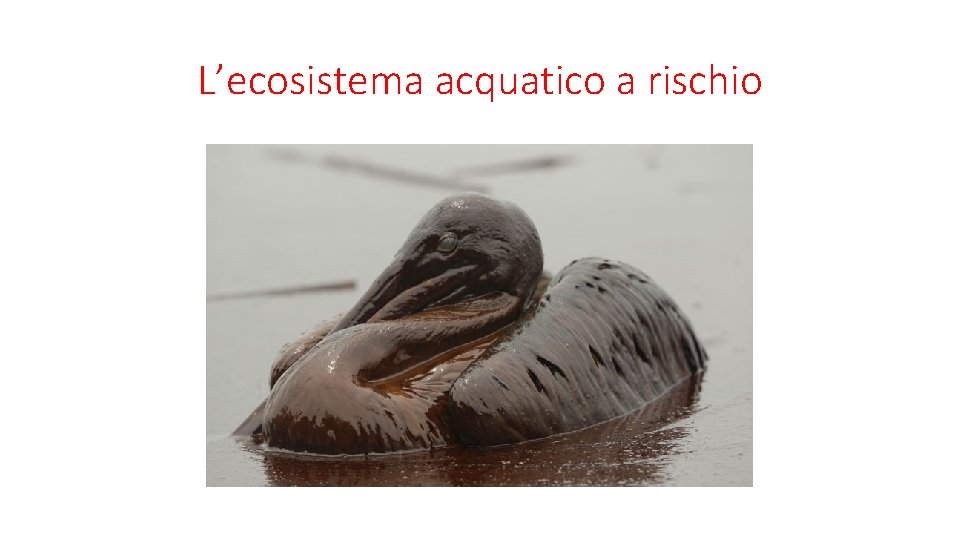 L’ecosistema acquatico a rischio 