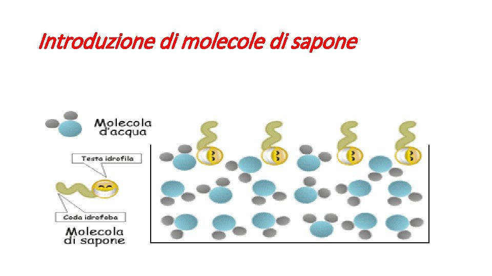 Introduzione di molecole di sapone 