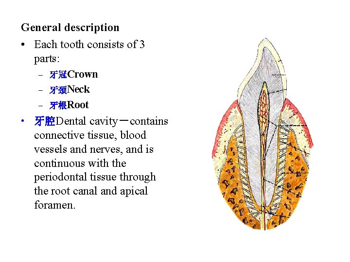 General description • Each tooth consists of 3 parts: – 牙冠Crown – 牙颈Neck – General description • Each tooth consists of 3 parts: – 牙冠Crown – 牙颈Neck –