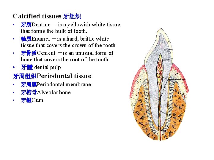Calcified tissues 牙组织 • 牙质Dentine- is a yellowish white tissue, that forms the bulk Calcified tissues 牙组织 • 牙质Dentine- is a yellowish white tissue, that forms the bulk