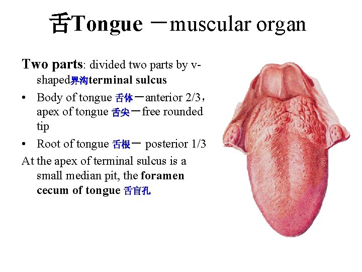 舌Tongue -muscular organ Two parts: divided two parts by vshaped界沟terminal sulcus • Body of 舌Tongue -muscular organ Two parts: divided two parts by vshaped界沟terminal sulcus • Body of