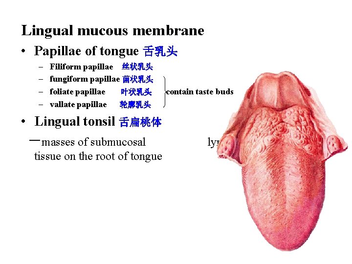 Lingual mucous membrane • Papillae of tongue 舌乳头 – – Filiform papillae 丝状乳头 fungiform Lingual mucous membrane • Papillae of tongue 舌乳头 – – Filiform papillae 丝状乳头 fungiform