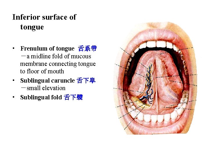 Inferior surface of tongue • Frenulum of tongue 舌系带 -a midline fold of mucous Inferior surface of tongue • Frenulum of tongue 舌系带 -a midline fold of mucous