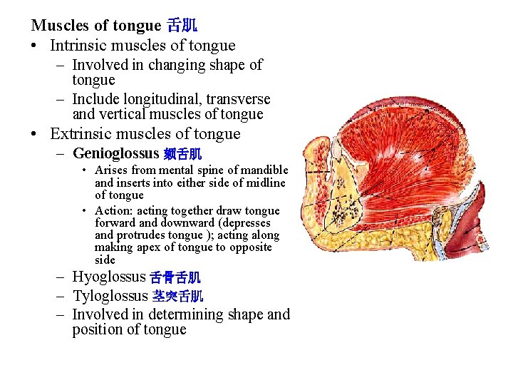 Muscles of tongue 舌肌 • Intrinsic muscles of tongue – Involved in changing shape Muscles of tongue 舌肌 • Intrinsic muscles of tongue – Involved in changing shape