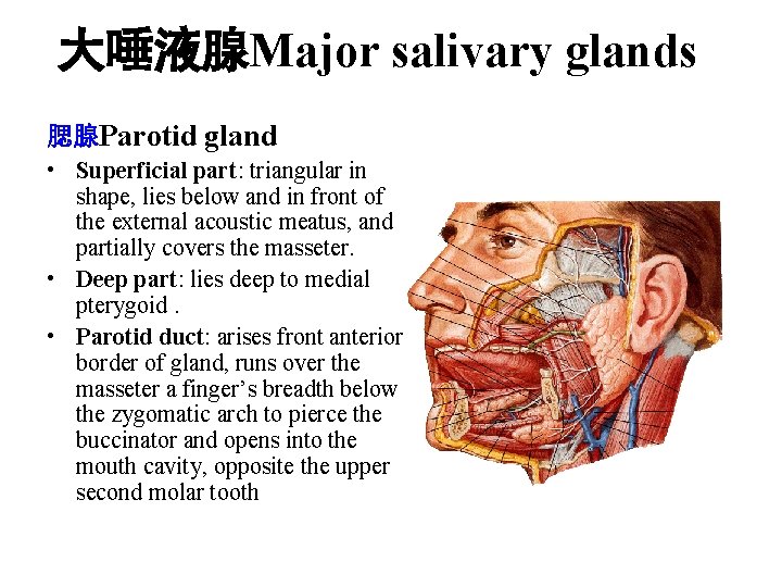 大唾液腺Major salivary glands 腮腺Parotid gland • Superficial part: triangular in shape, lies below and 大唾液腺Major salivary glands 腮腺Parotid gland • Superficial part: triangular in shape, lies below and