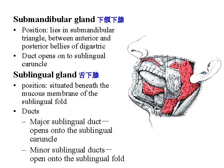 Submandibular gland 下颌下腺 • Position: lies in submandibular triangle, between anterior and posterior bellies Submandibular gland 下颌下腺 • Position: lies in submandibular triangle, between anterior and posterior bellies