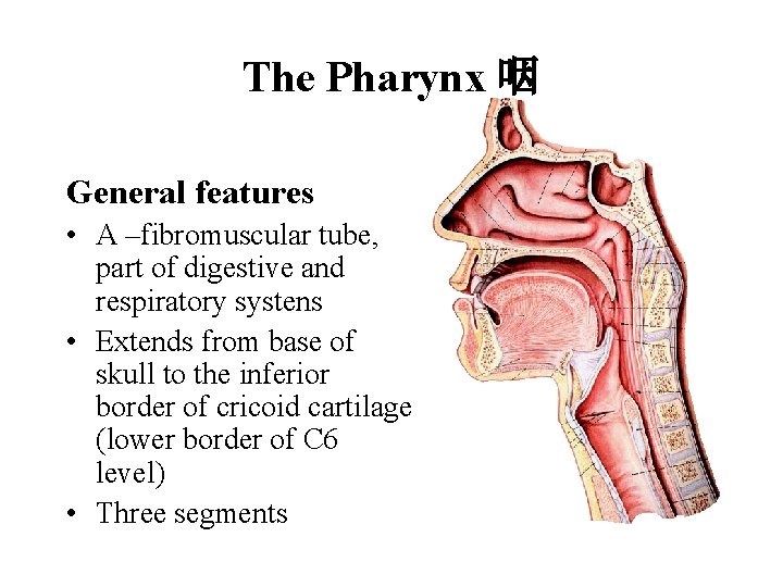 The Pharynx 咽 General features • A –fibromuscular tube, part of digestive and respiratory The Pharynx 咽 General features • A –fibromuscular tube, part of digestive and respiratory