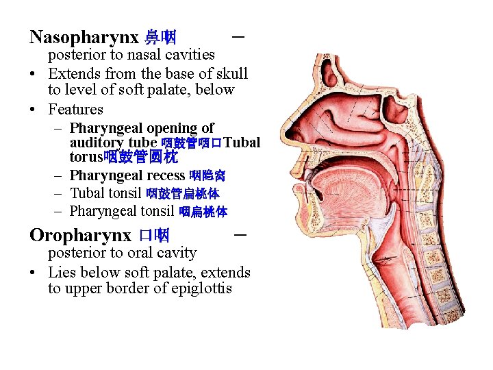 Nasopharynx 鼻咽 - posterior to nasal cavities • Extends from the base of skull Nasopharynx 鼻咽 - posterior to nasal cavities • Extends from the base of skull